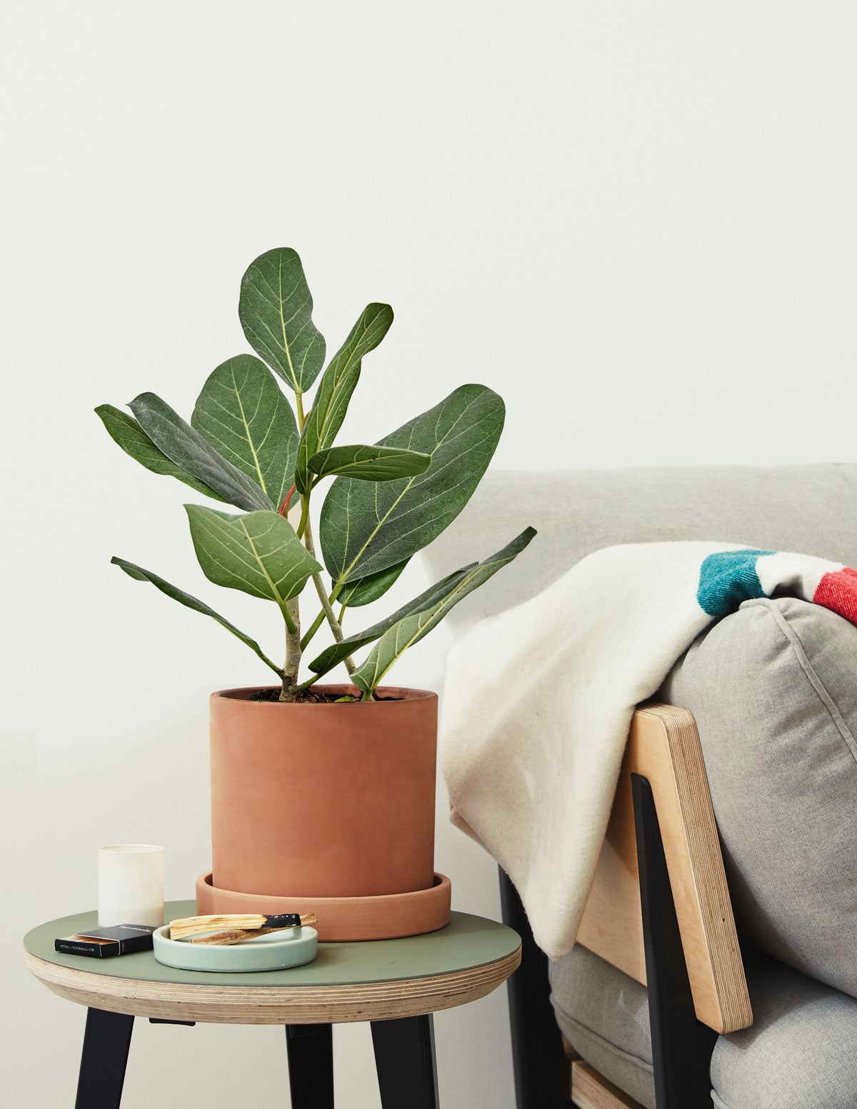 fun indoor plants Ficus Assortment | Indoor Plants and Houseplants for Delivery