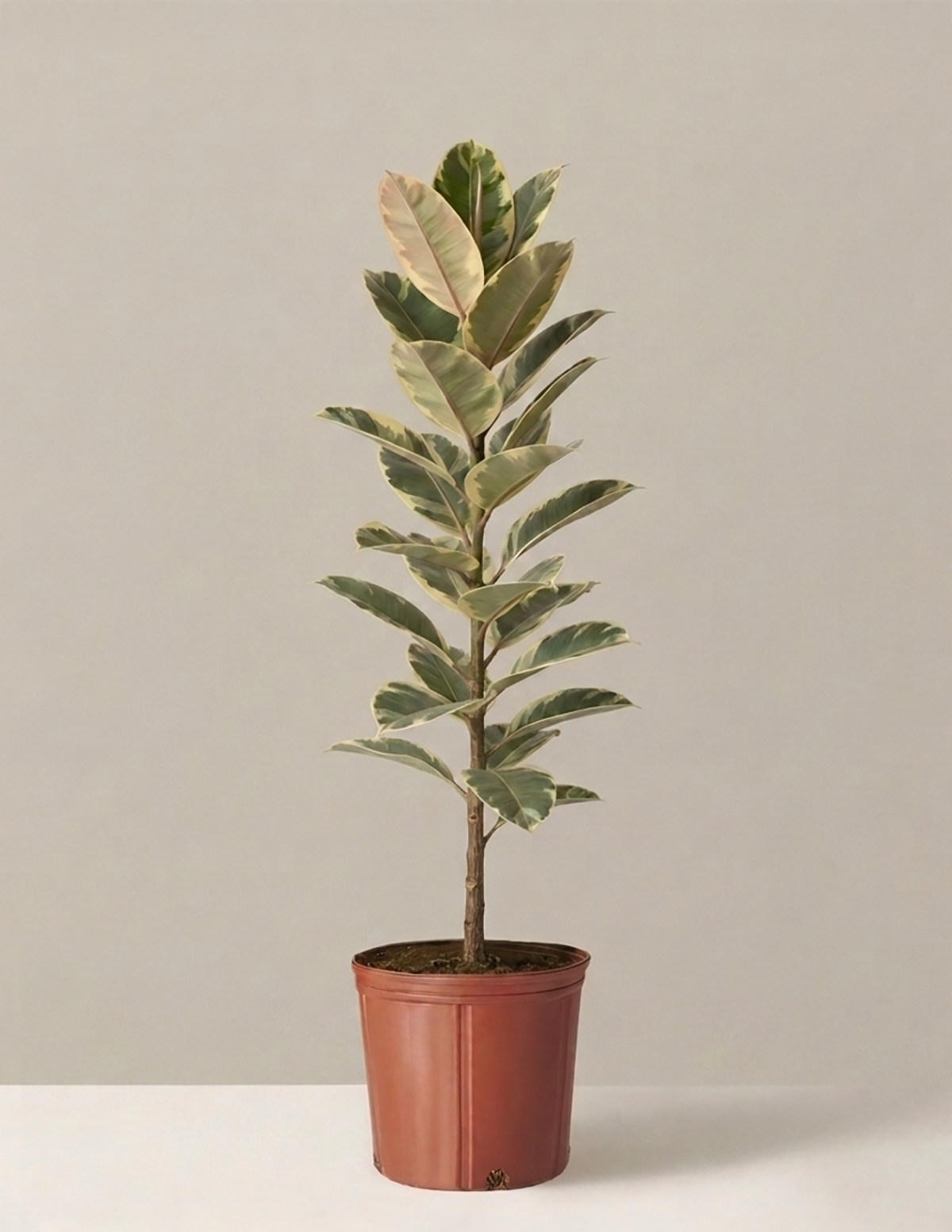 Ficus Tineke Bush