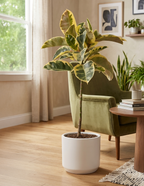 Ficus Tineke Tree
