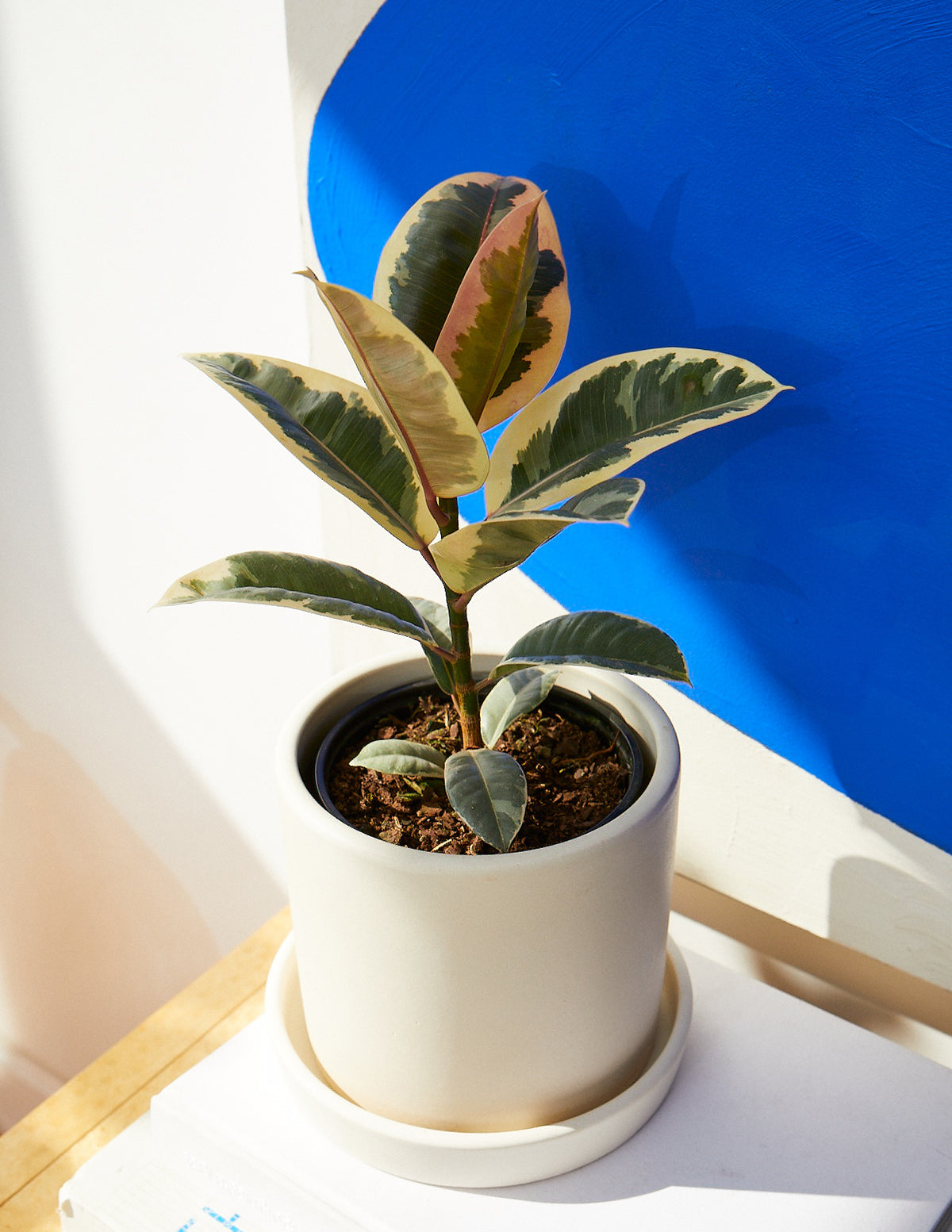 Ficus Tineke Bush