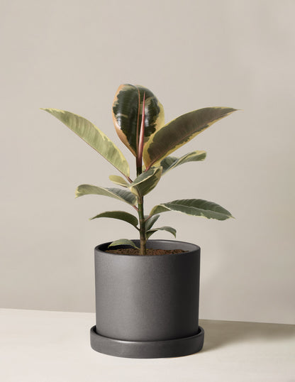 Ficus Burgundy Rubber Plant