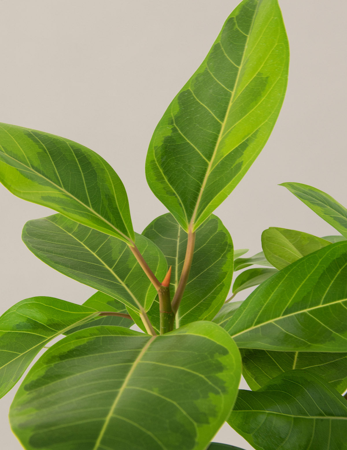 The Big and Bright Duo