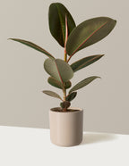 Ficus Burgundy Rubber Plant