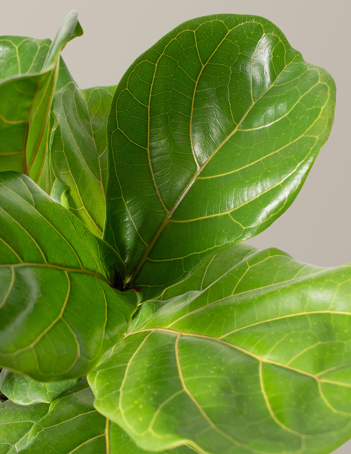 fiddle leaf fig tree direct sunlight Fiddle Leaf Fig Potted Houseplant | Trendy Houseplants