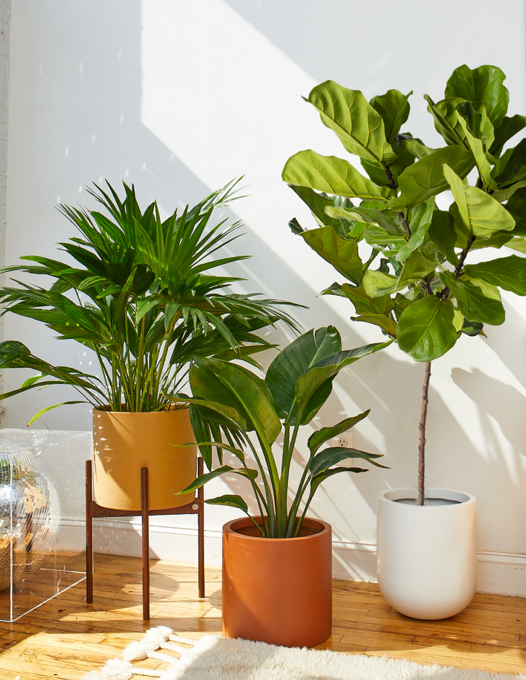 Fan Palm