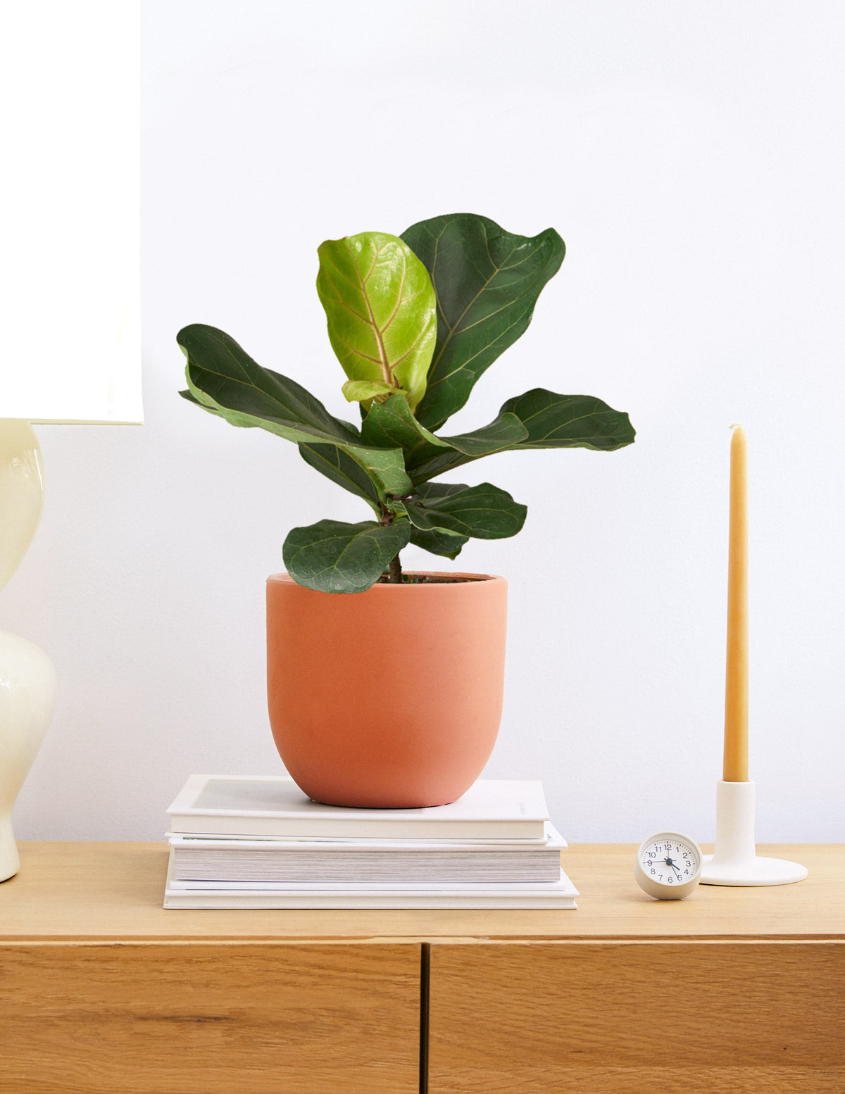 Fiddle Leaf Fig Bush