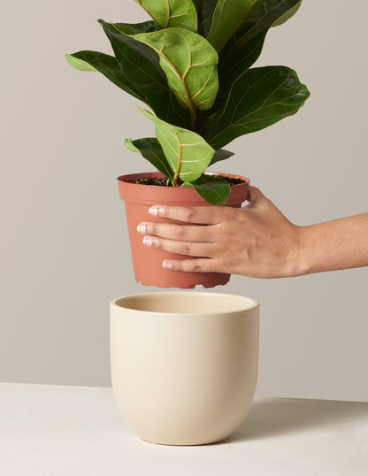 Fiddle Leaf Fig Bush