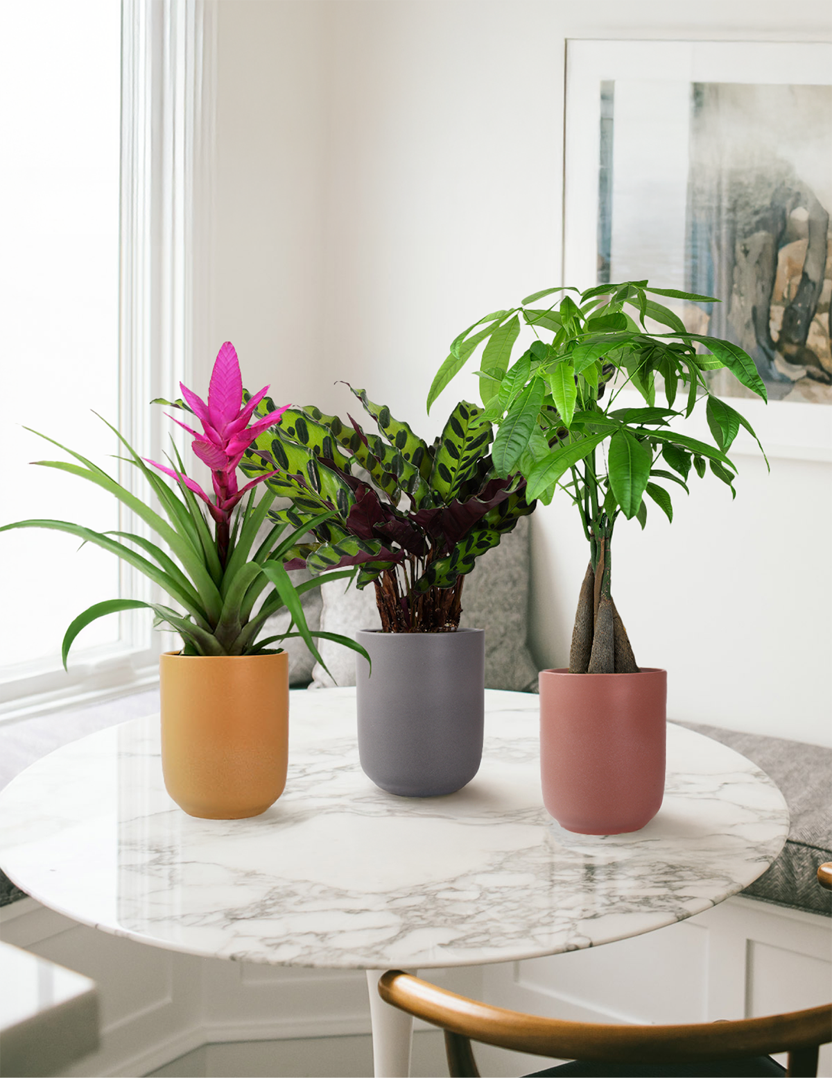 Calathea Rattlesnake