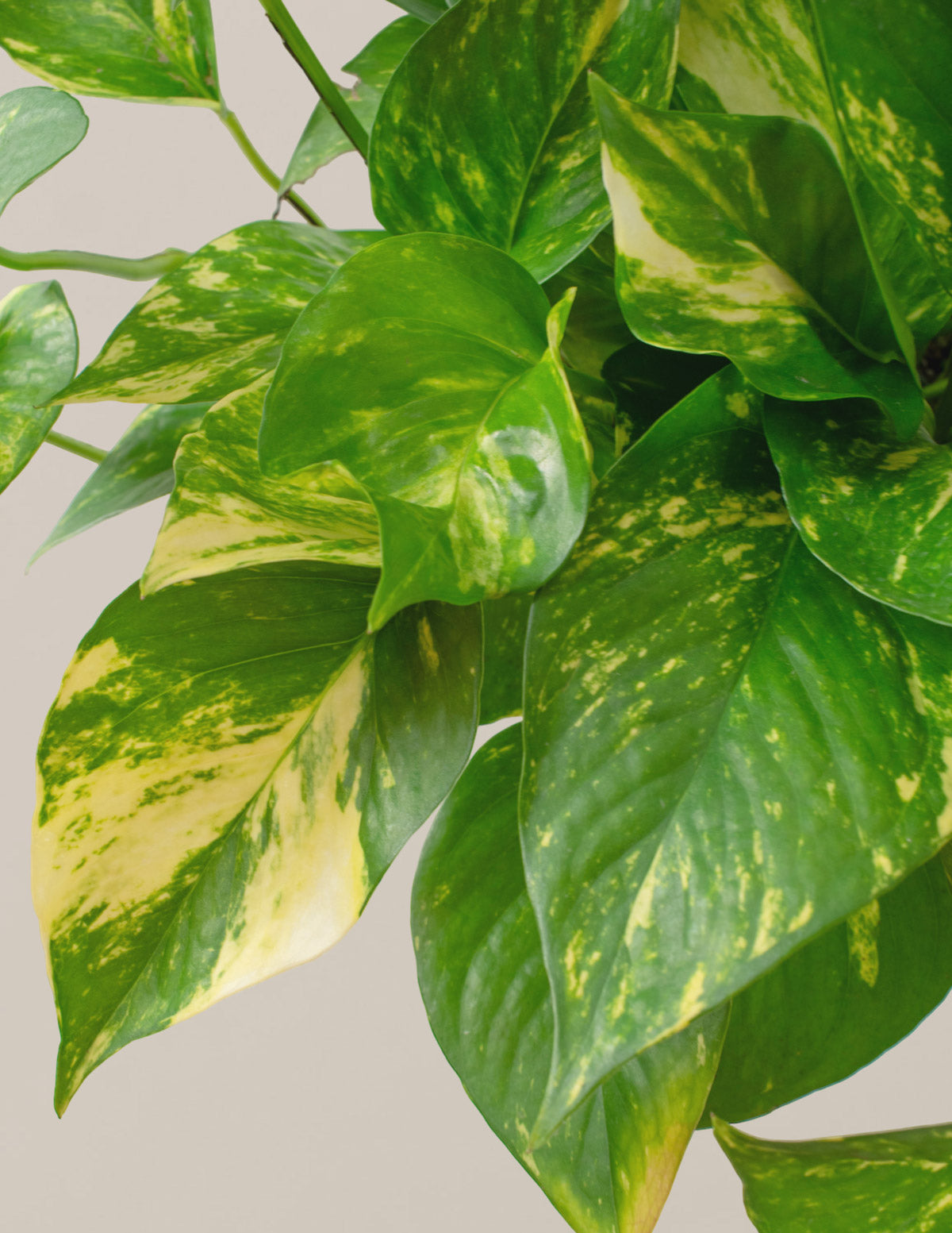 hanging plant yellow leaves Golden Pothos Hanging Basket | Easy, Beginner-Friendly Houseplants
