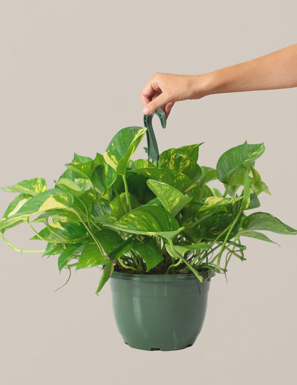 bundle | Hanging Basket | Grow Pot