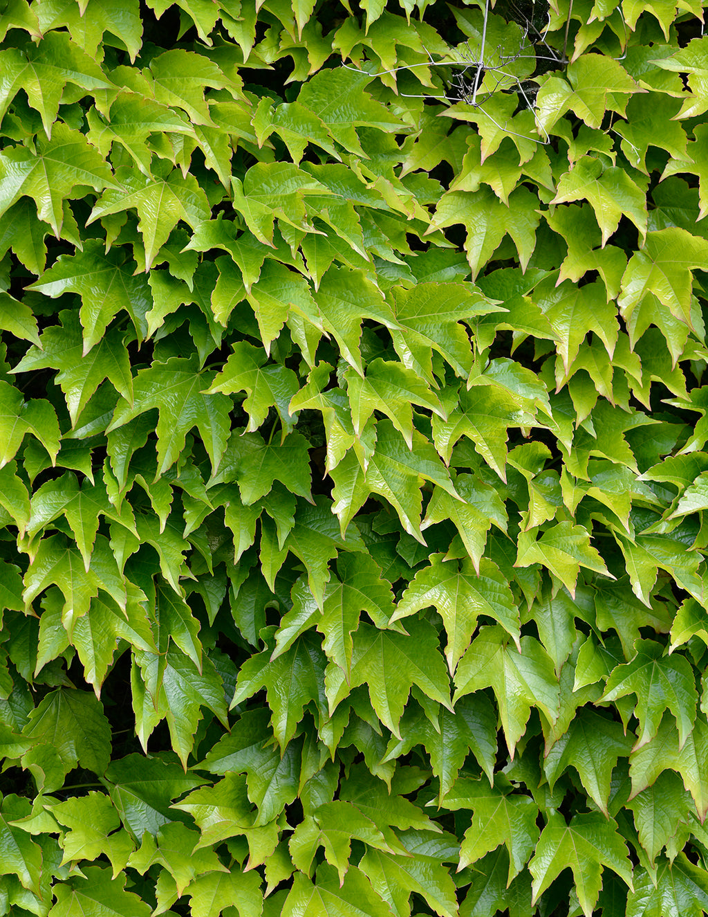 Green Showers Boston Ivy