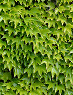 Green Showers Boston Ivy