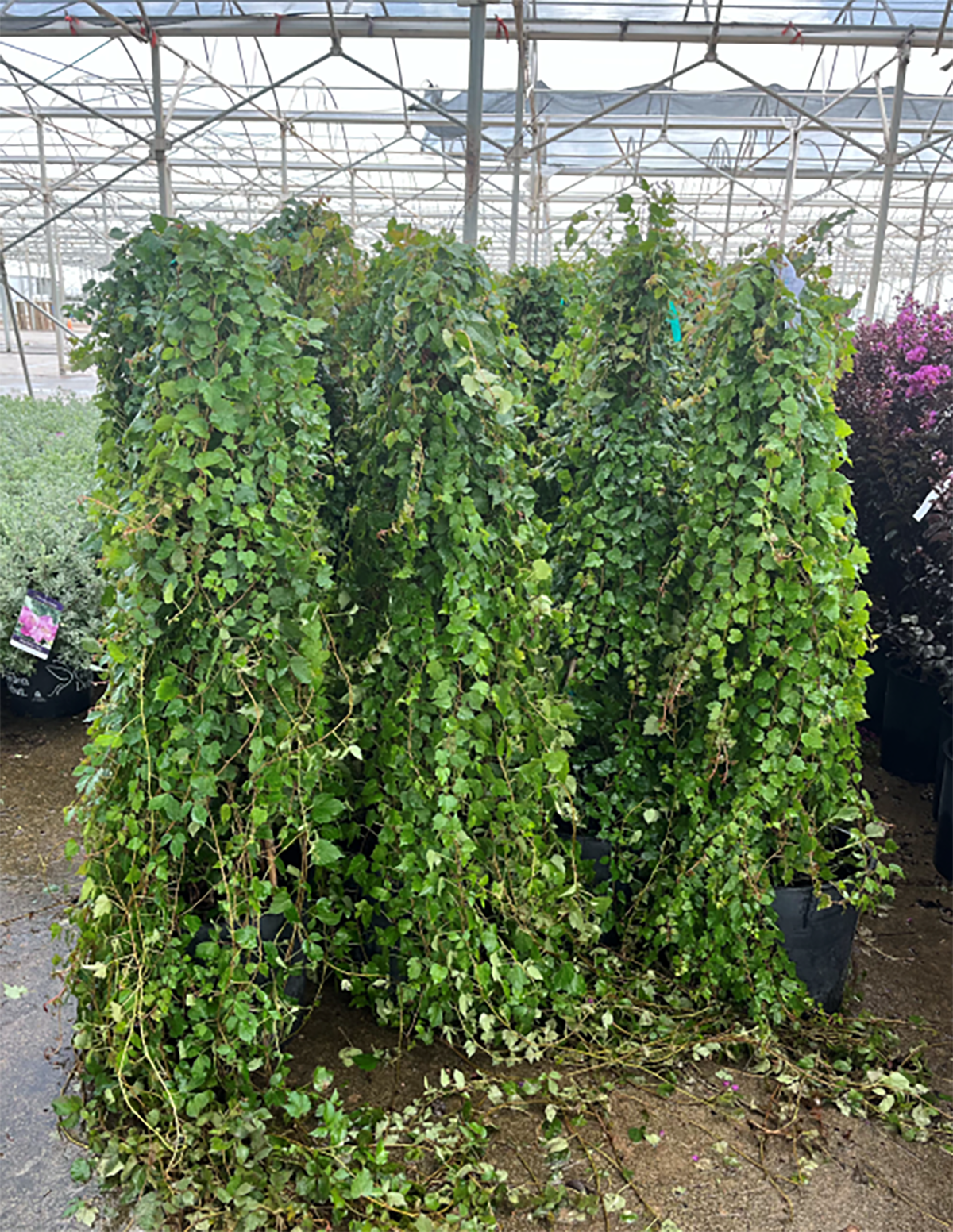 Green Showers Boston Ivy