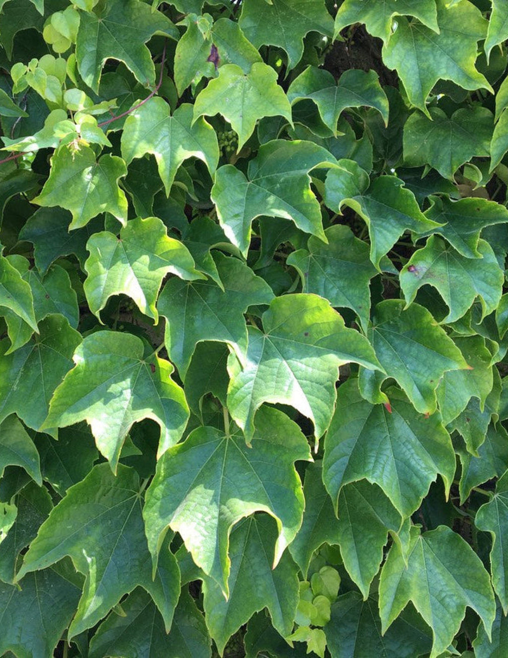 Green Showers Boston Ivy