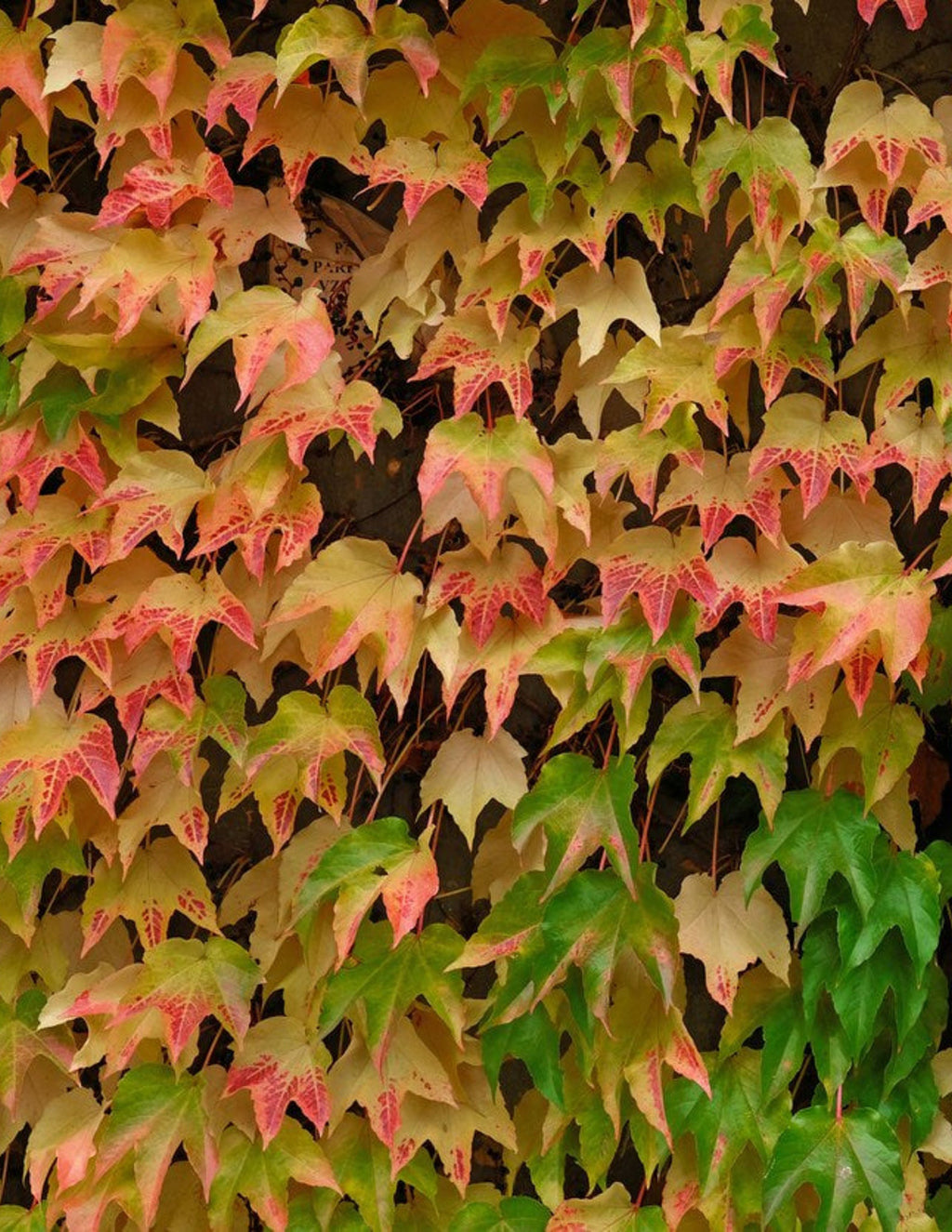 Green Showers Boston Ivy