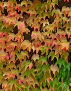 Green Showers Boston Ivy