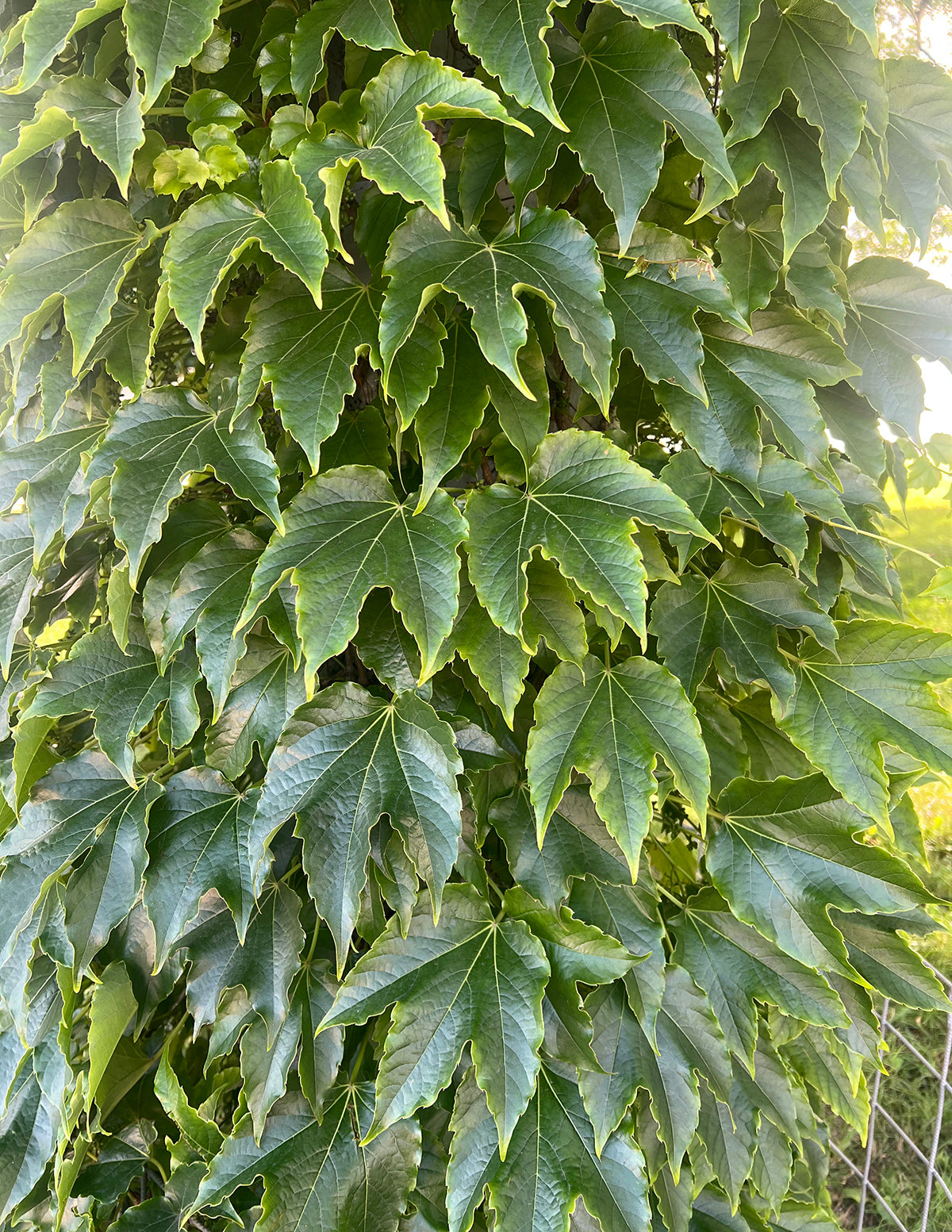 Green Showers Boston Ivy