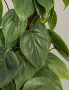 Heartleaf Philodendron Totem