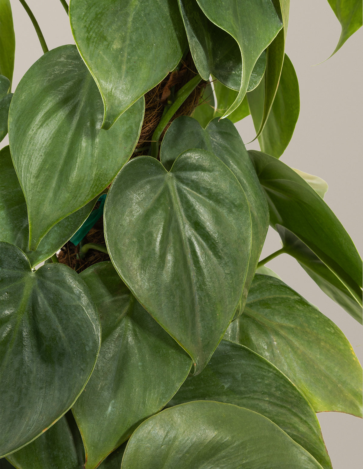 Heartleaf Philodendron Totem