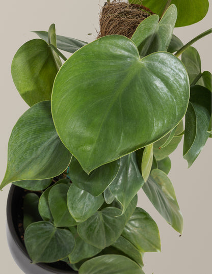 Heartleaf Philodendron Totem