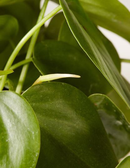 Heartleaf Philodendron Totem