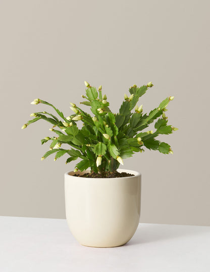 Christmas Cactus