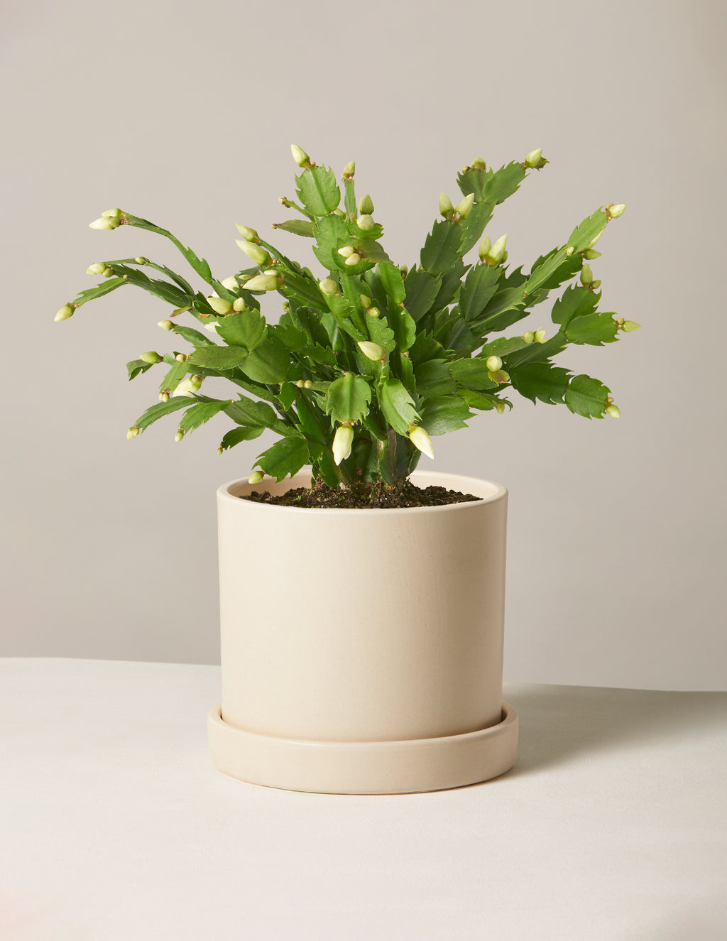 Blooming Cactus