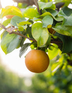Hosui Asian Pear Tree