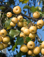 Hosui Asian Pear Tree