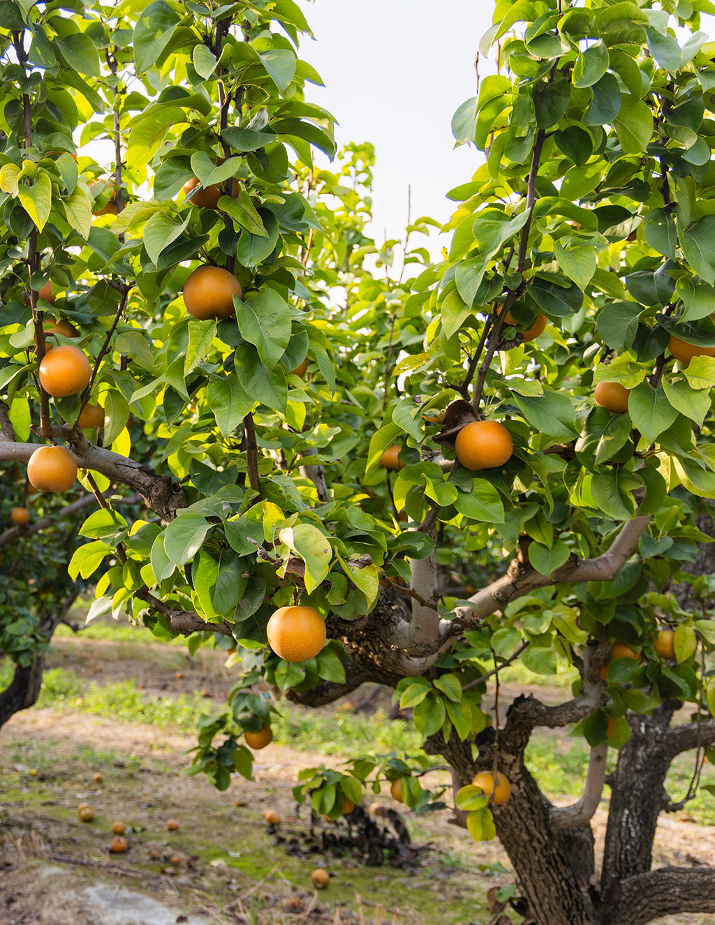 Hosui Asian Pear Tree