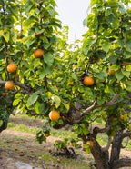 Hosui Asian Pear Tree
