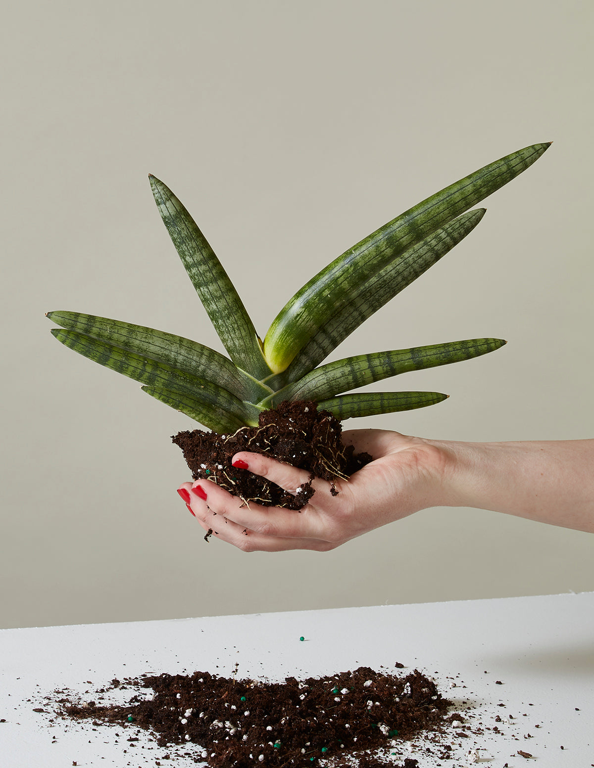 6 starfish snake plant etsy Snake Plant Starfish with Planter - Medium (3"-5" tall) Mustard Planter