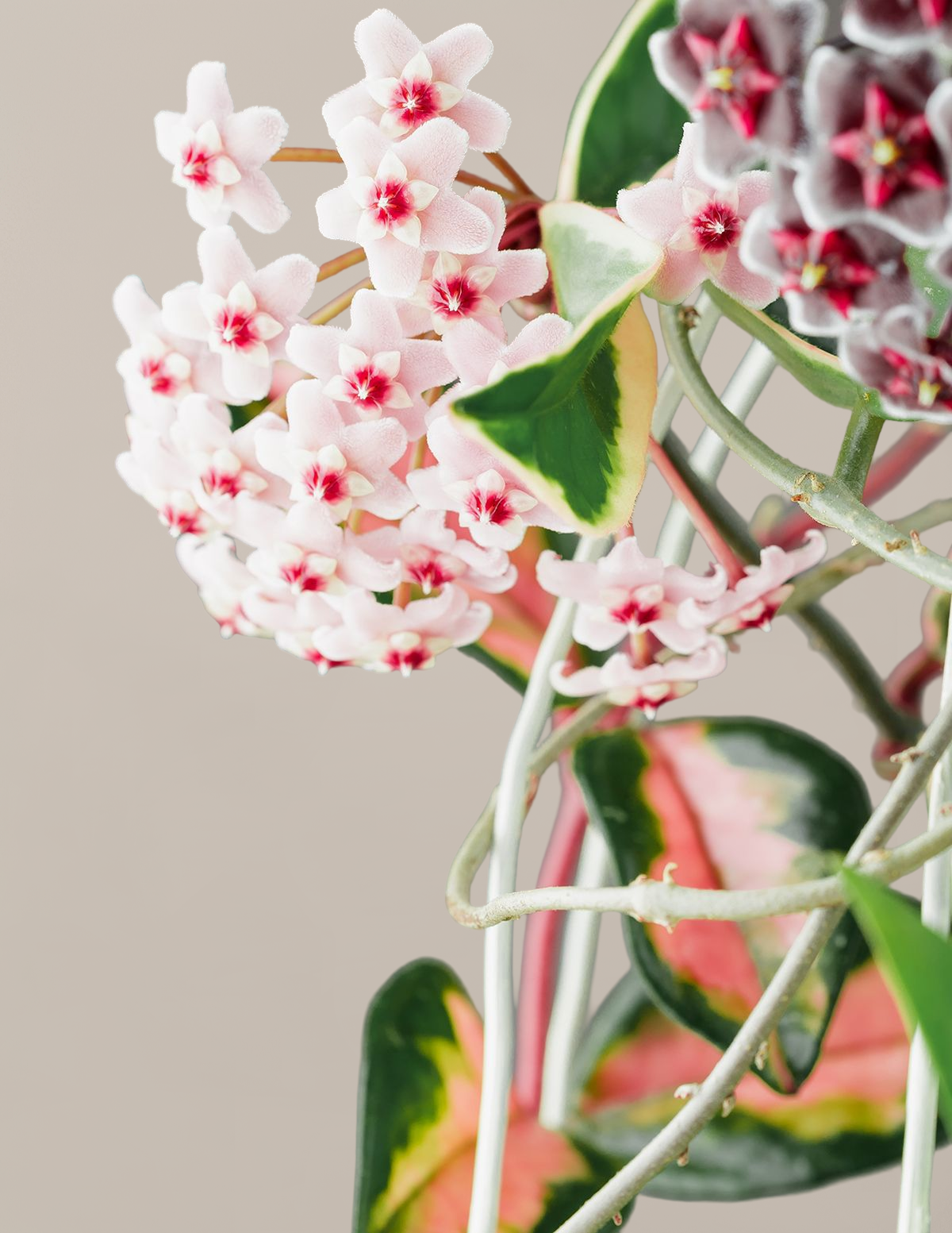 Hoya Carnosa Tricolor