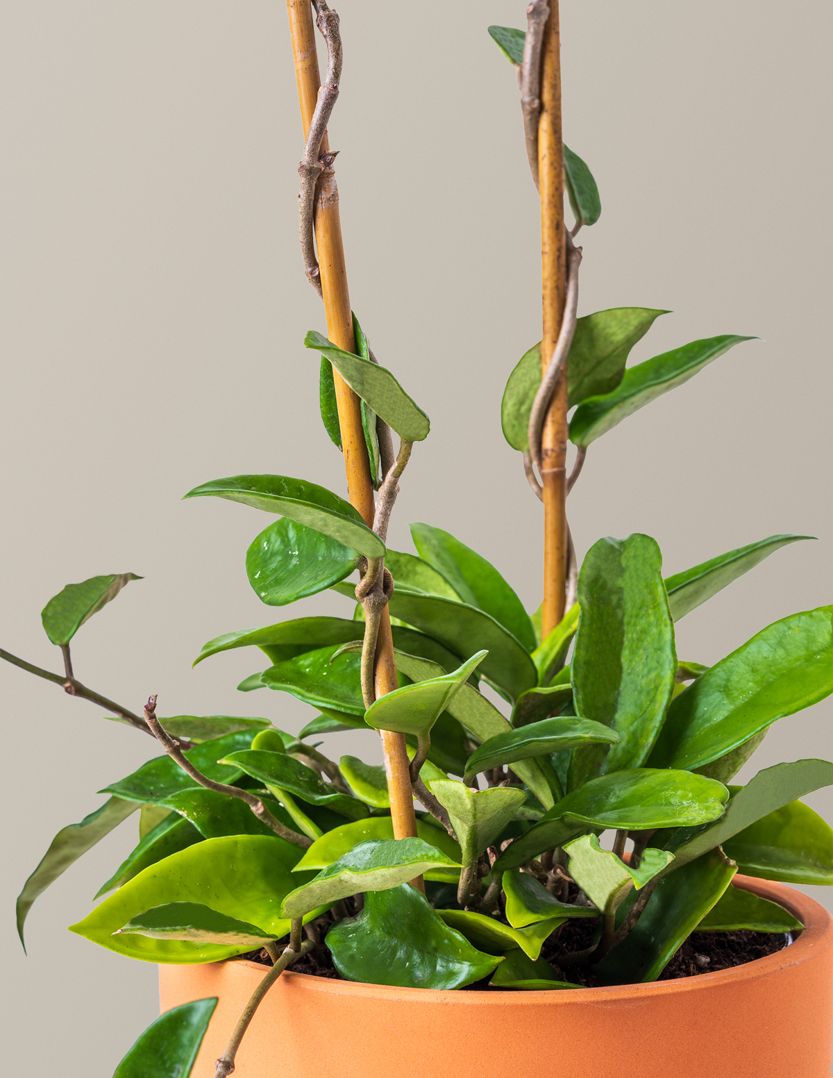 Hoya Pubicalyx Hoop