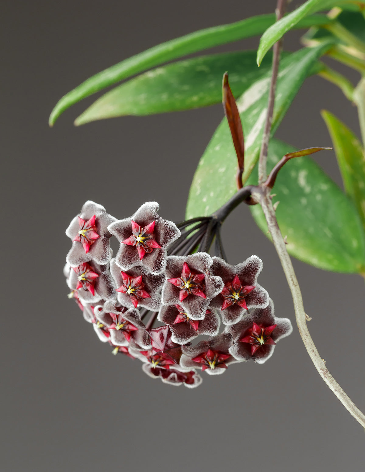 Hoya Pubicalyx Hoop