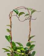 Hoya Pubicalyx Hoop