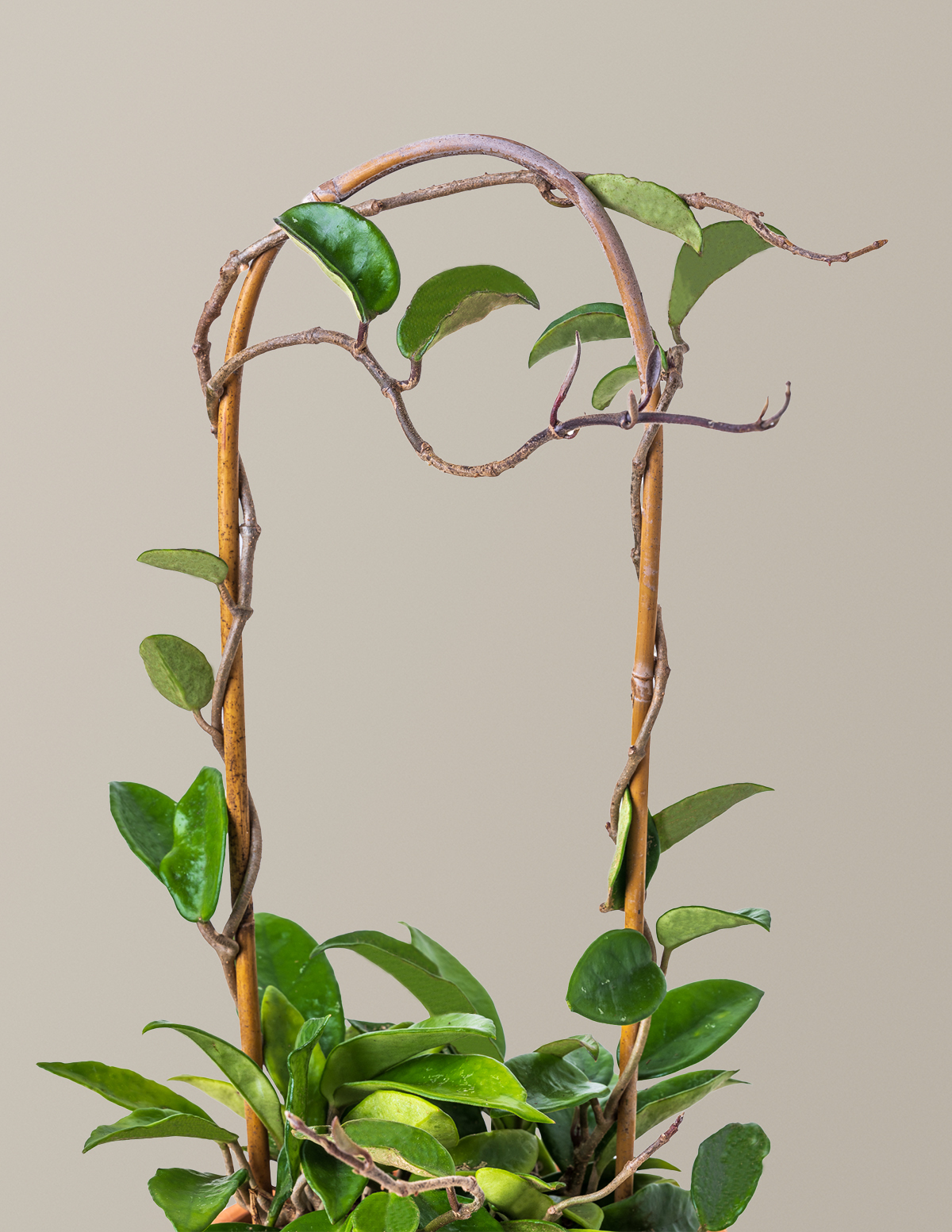 Hoya Pubicalyx Hoop