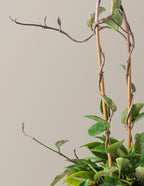 Hoya Pubicalyx Hoop
