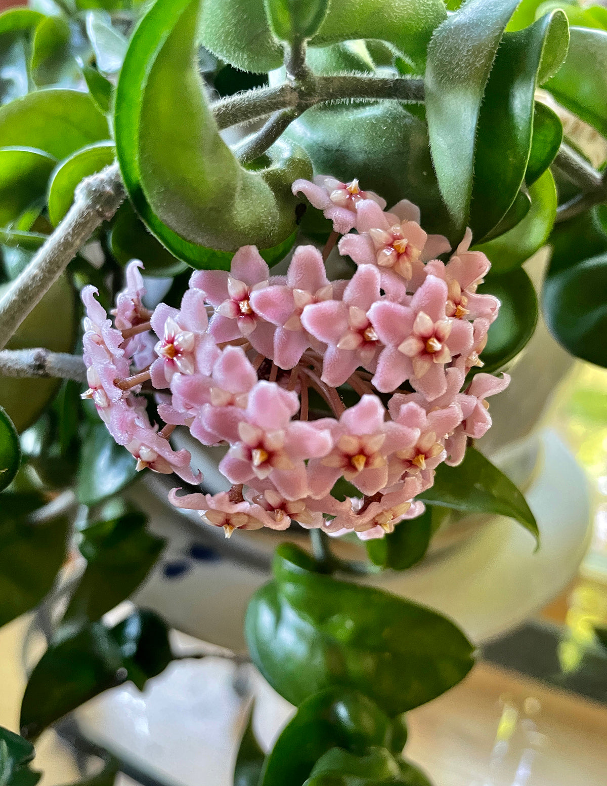 Hoya Rope
