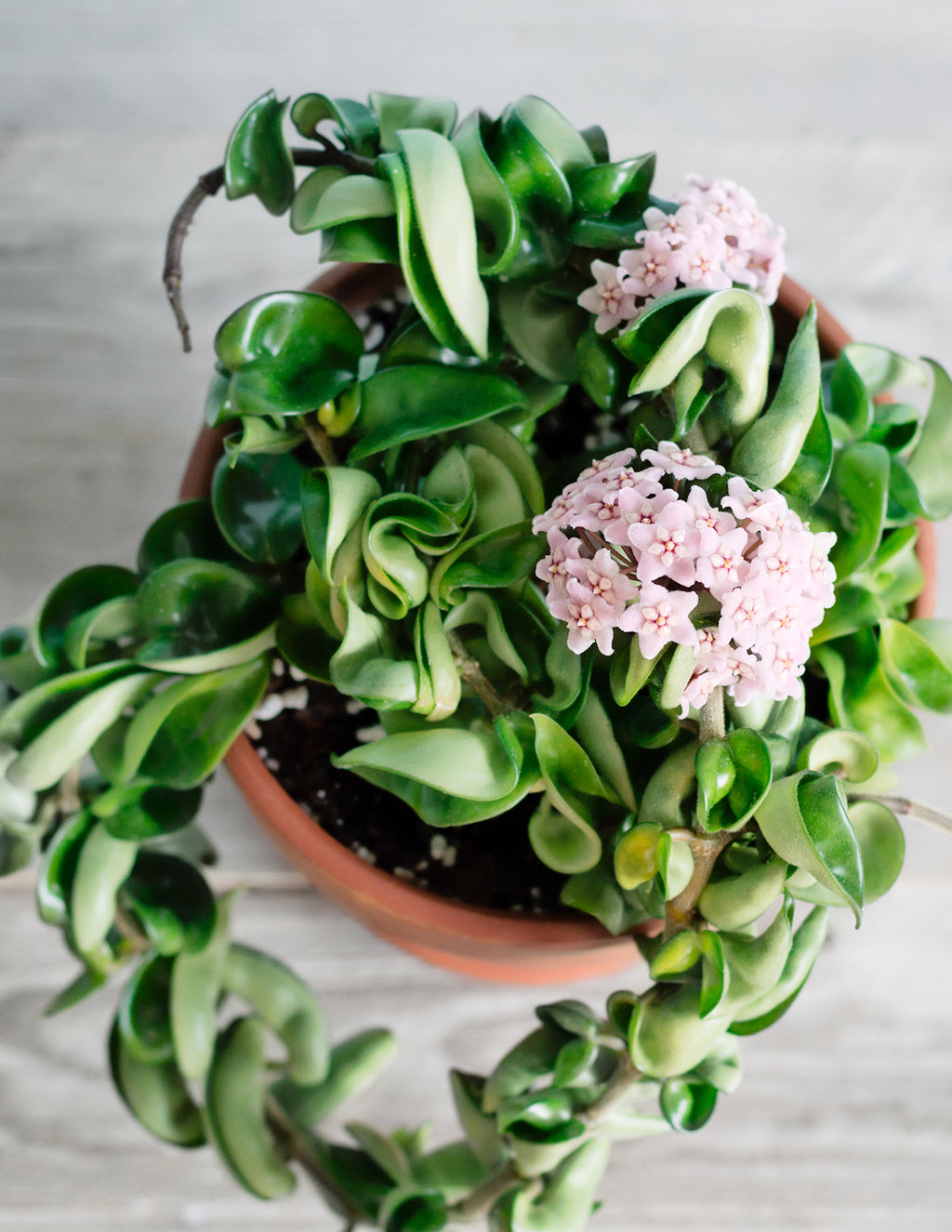 Hoya Rope