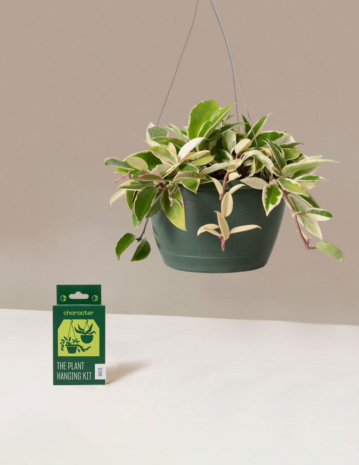 Hoya Tricolor Hanging Basket