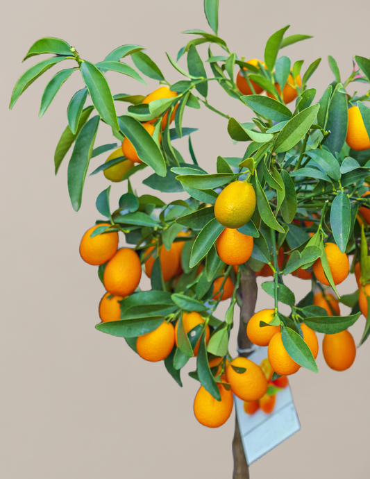 Fukushu Kumquat Tree