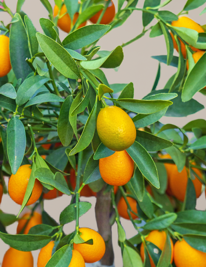 Fukushu Kumquat Tree