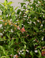 Barbados ‘Acerola’ Cherry Tree