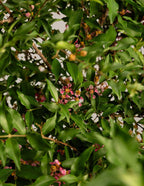Barbados ‘Acerola’ Cherry Tree