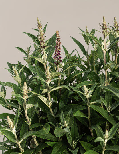 Birthday Cake™ Butterfly Bush