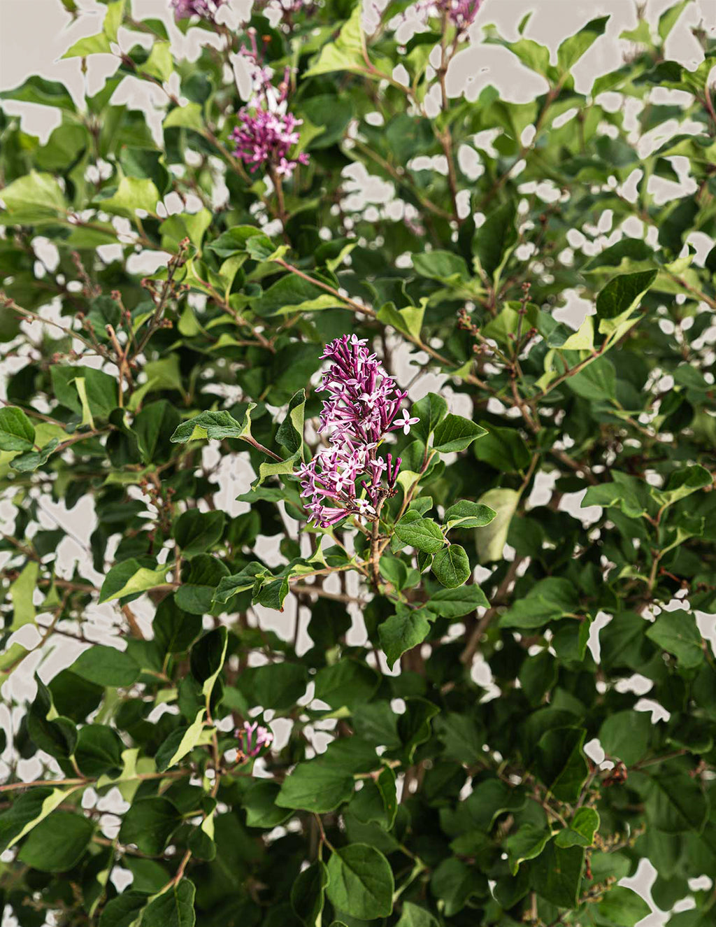 Bloomerang Lilac Bush
