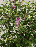 Bloomerang Lilac Bush
