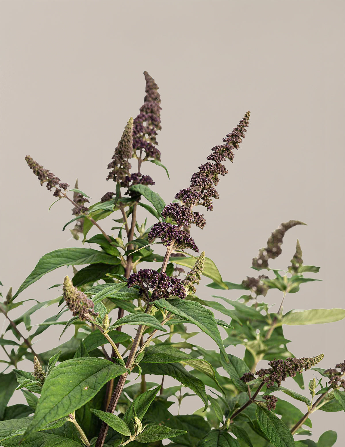 Blueberry Pie™ Butterfly Bush