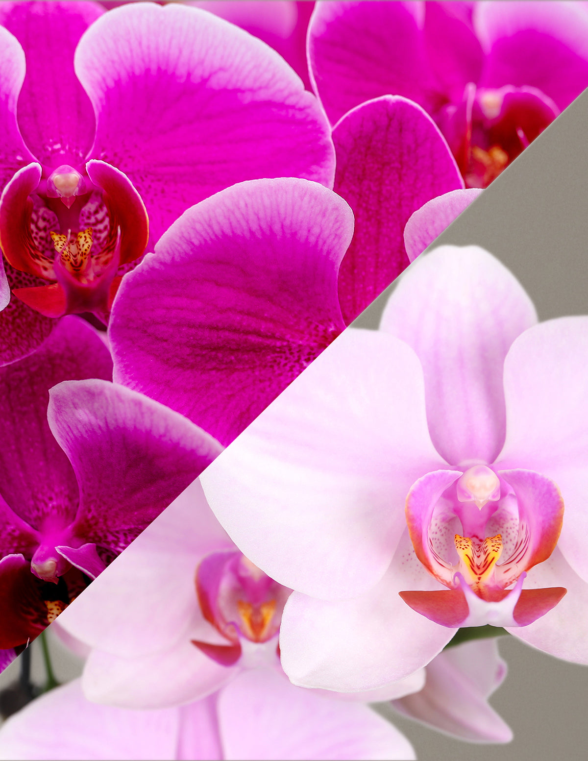 Large Double Bi-Color Orchid | Indoor Plants and Houseplants for